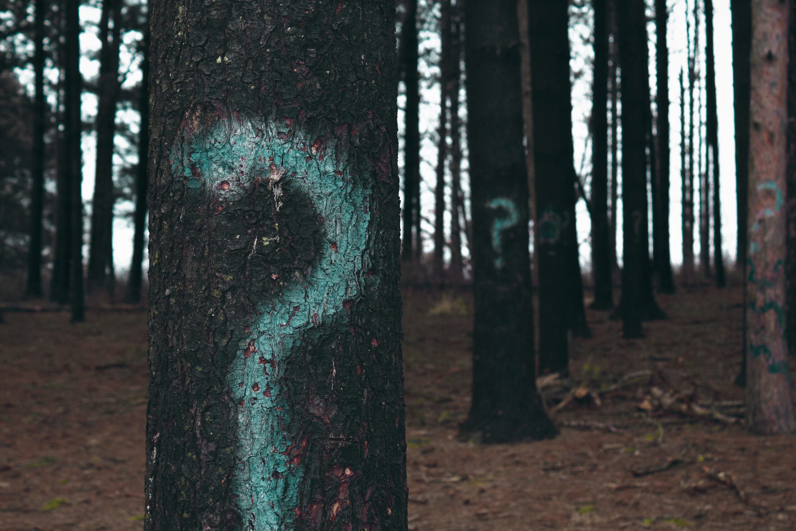 Determining Your Fundraisers For This Year